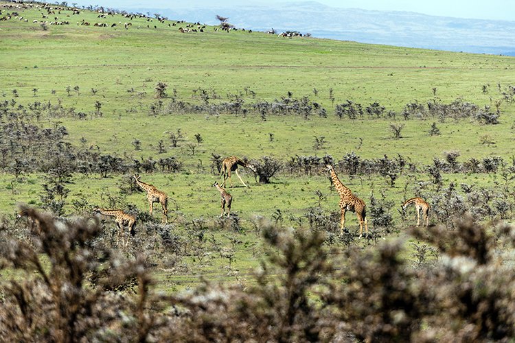 TZA ARU Ngorongoro 2016DEC23 059